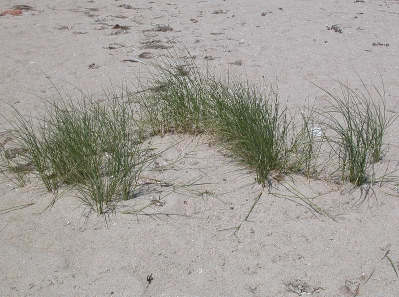 Sorta di giunco d.d.